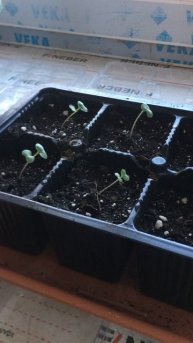 Рассада капусты поздней Вьюга