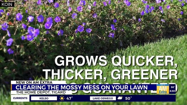 How to get rid of moss and other pesky green invaders