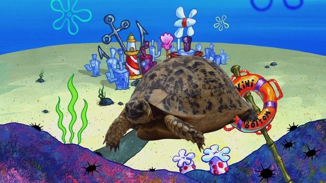 Turtle eats plastic and DIES