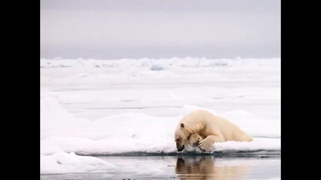 полярный медведь
