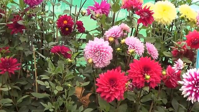 Lalbagh Flower Show August 2016 | Independence Day Special