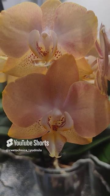 Фаленопсис MF-376