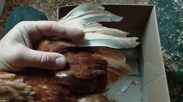 Как подрезать крылья у молодых курей?