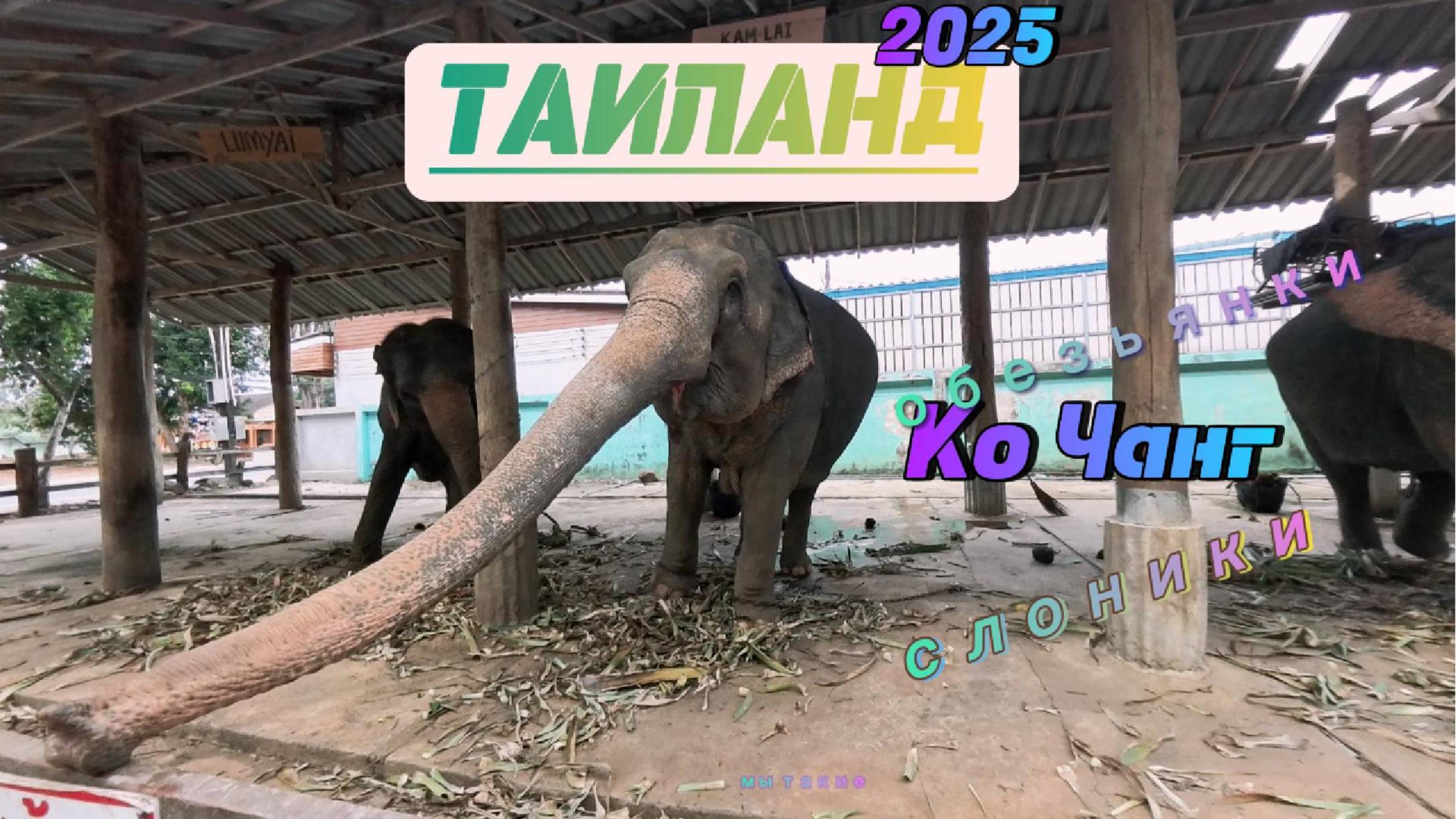 Ко Чанг 2025! Кормим слонов! Обезьяны на Лонли Бич!