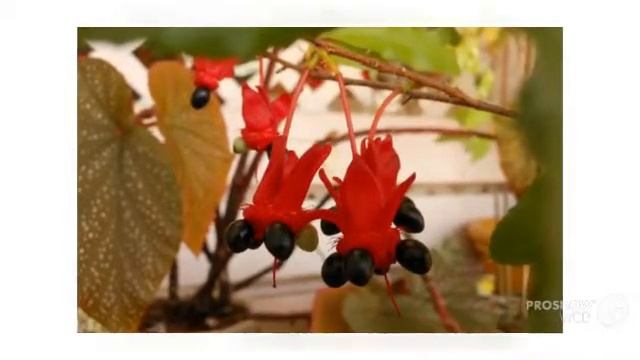 Ochna - garden plants