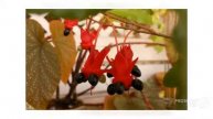 Ochna - garden plants