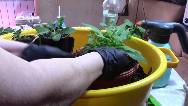 19.03.25 г. Пересаживаем ампельные петунии в подвесные кашпо.