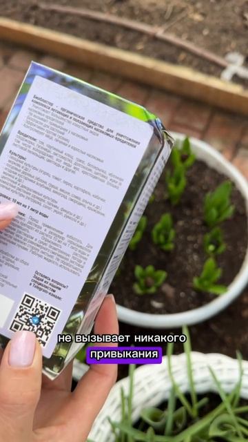 Проводим профилактическую обработку теплицы от насекомых