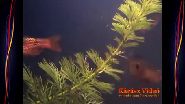 My Aquarium (2009)