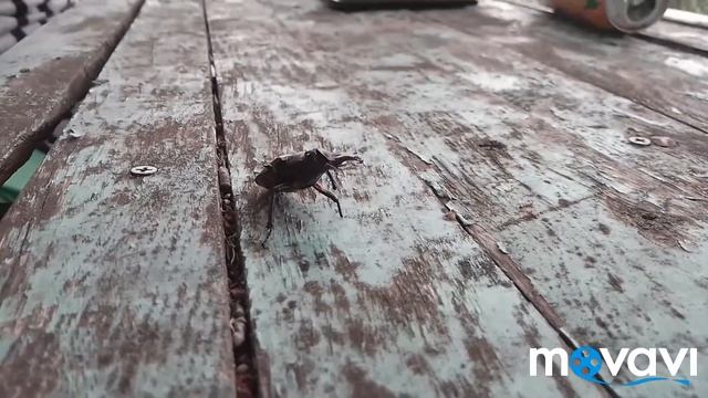 ЗОМБИ Жук...