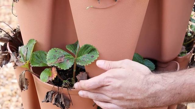 Summer Strawberry Propagation