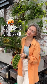 Калатая