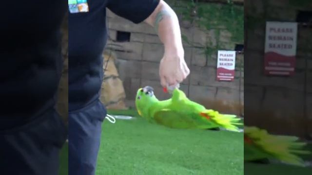 parrot singing very cute and funny #pets #family#love #shorts#bird