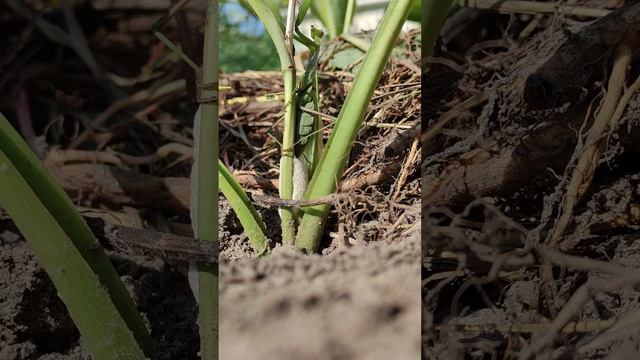 A praying mantis makes a cocoon. Богомол робить кокон.