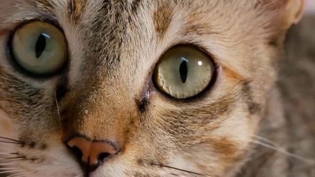 THIS Is Why Your Cat Does NOT Give You Any Privacy!