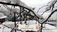Зима на ЮБК. Гаспра. Крым. 21.02.2025г.