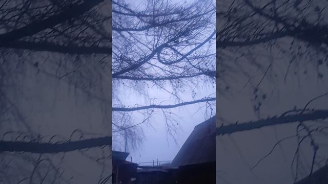 Скворцы прилетели!