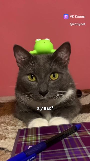 Если бы котики ходили в школу - конкурс стихотворений