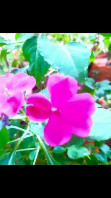 our garden❤️#garden #nature #shorts #youtubeshorts #shortfeed #shortvideo