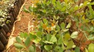 Des plants #caroubier greffé au vente en gros :شتلات #الخروب المطعم(ملقم)للبيع بالجملة.