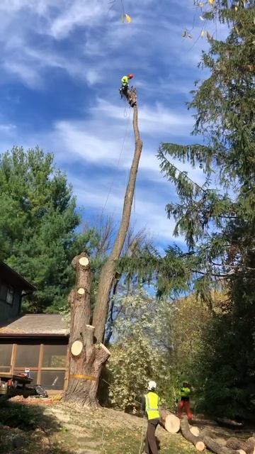 Crazy dangerous at the tree top