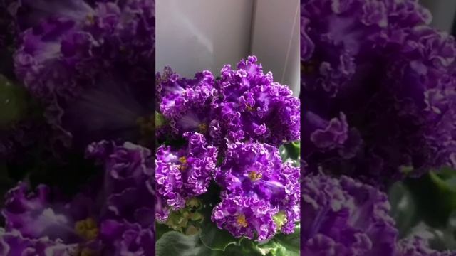 Цветение фиалок