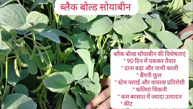ब्लैक बोल्ड सोयाबीन की वैरायटी की पूरी जानकारी / ब्लैक बोल्ड सोयाबीन / Black Bold soyabean Veriety