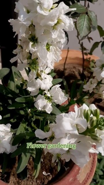 stock flower plant