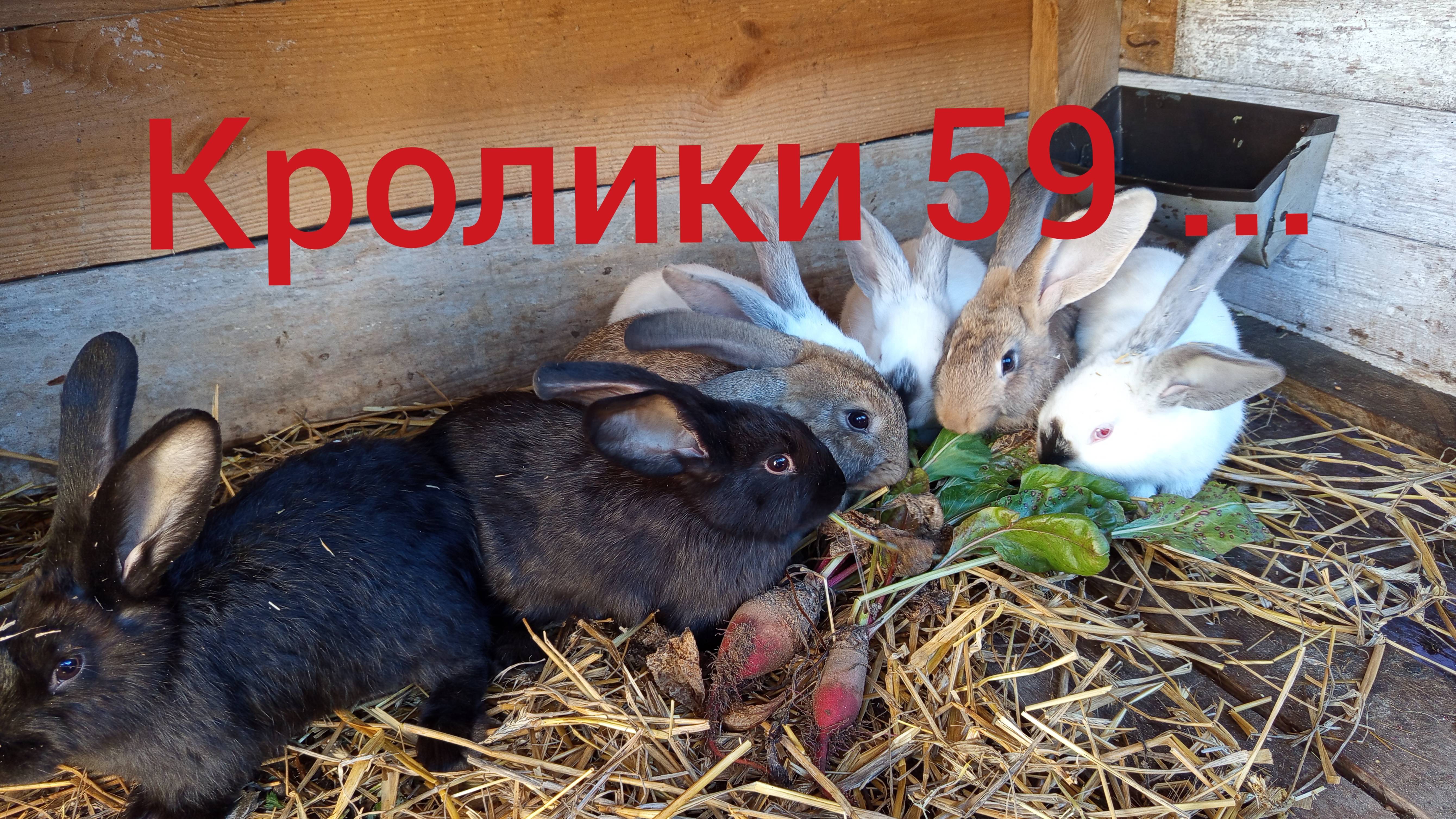 Кролики 59 ...