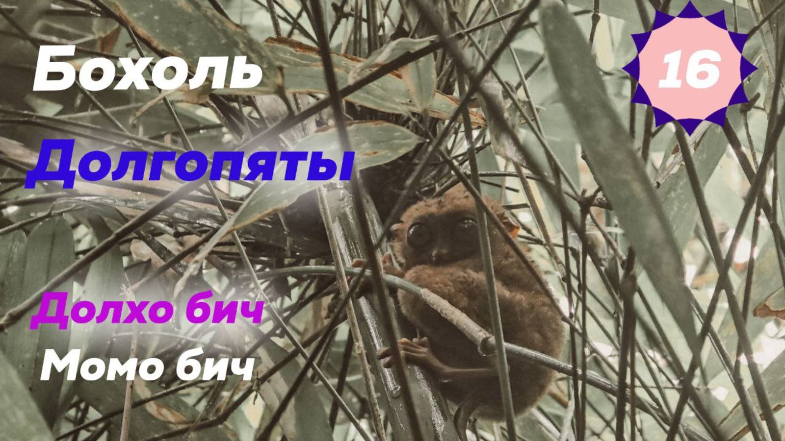 Филиппины. Бохоль. Тарсирьеры. Долгопяты. Панглао. Долхо бич. Момо бич