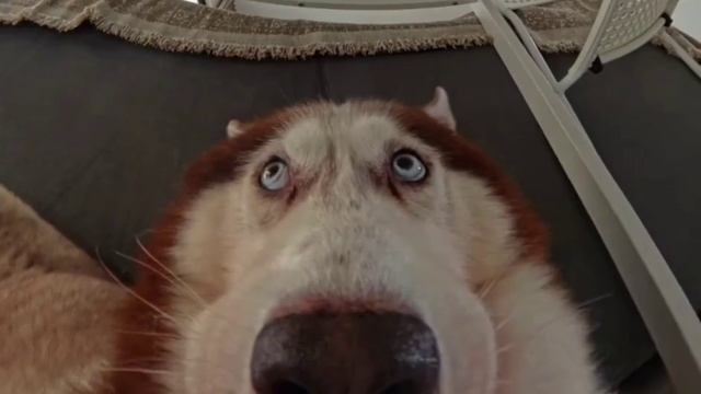 😅Плохо спрятался.

Этот пёсель явно накосячил и хотел на какое-то время скрыться.