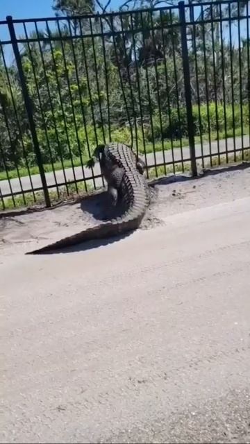 🐊Сила аллигатора.