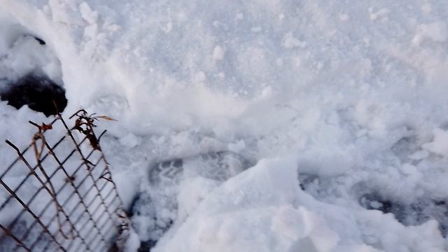 22-03-2025 спасаю картоху и т. д.