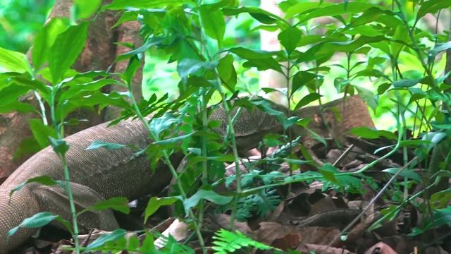 Land Monitor Track Down Their Prey