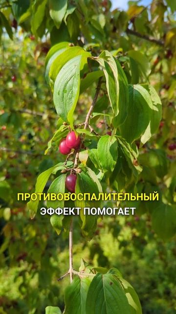 чистильщик кишечника