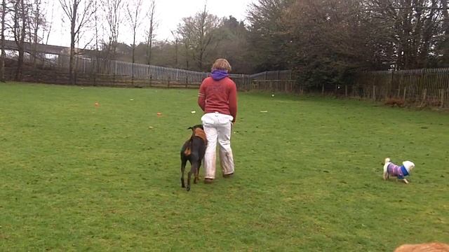 Doberman Nova & Jess.