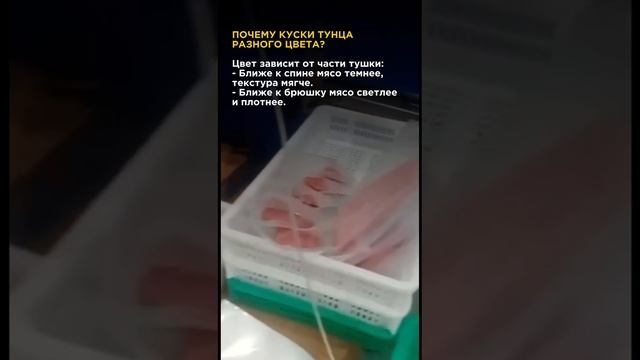 Тунец