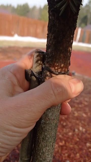 Одна из самых распространенных ошибок в саду