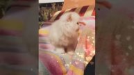 Kismet Kittens: Silver Shade Kitten: Male: 813-409-8418 (C
