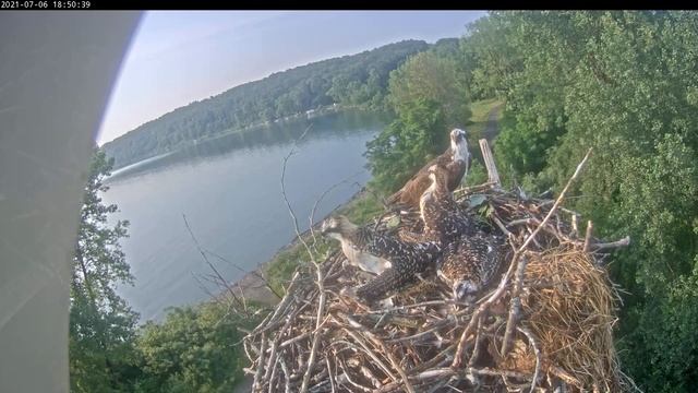 3 young hawks sitting in a nest 20210706 184804 20210706 185316
