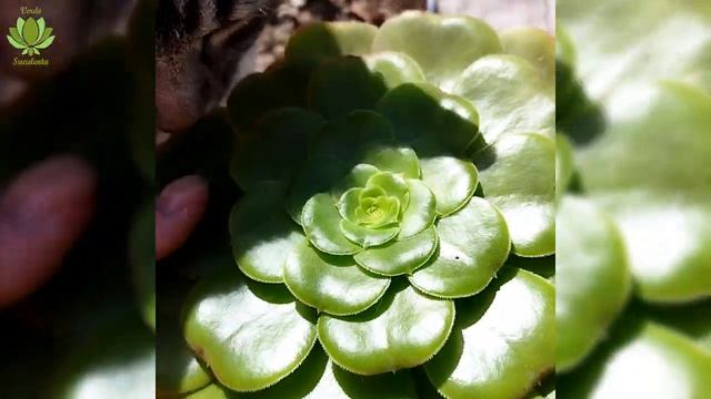 ¿Cómo propagar o reproducir Aeonium canariense sin falla?