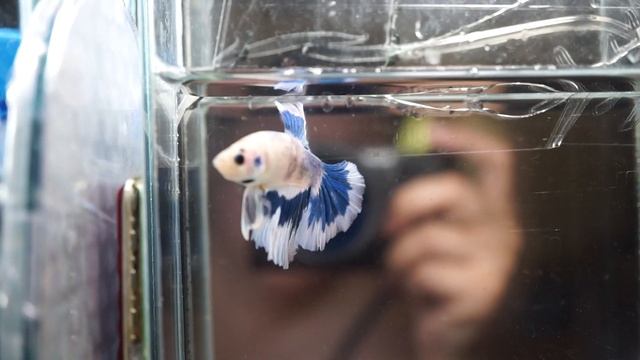 H467 Juvenile Fancy Neon Blue White HM (Halfmoon) Male