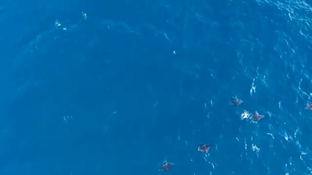 Carnaval des Animaux   Aquarium