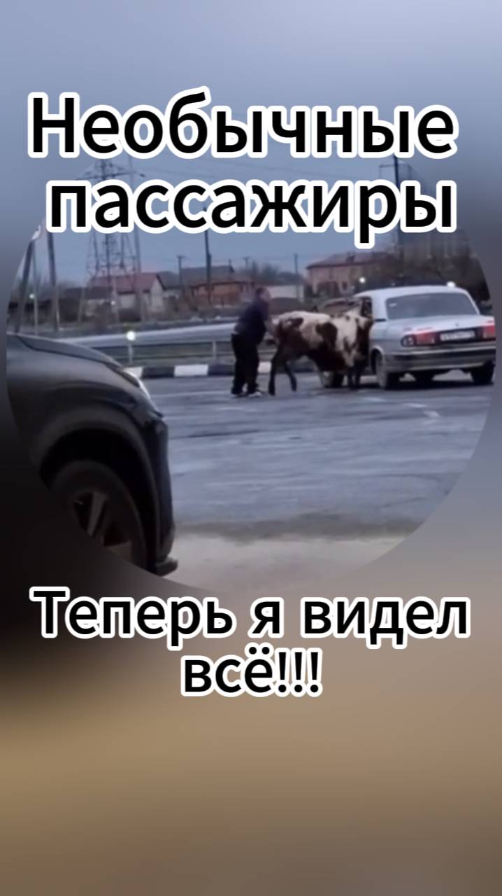 Необычные пассажиры.