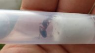 🐜 Formica pratensis - Pierwsza rójkowa królowa 2020