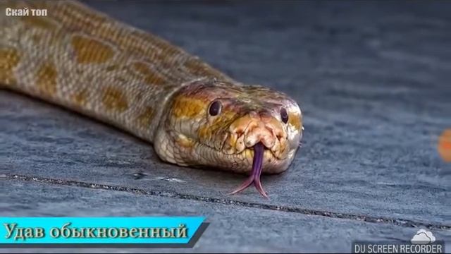 5 больших и опасных змей
