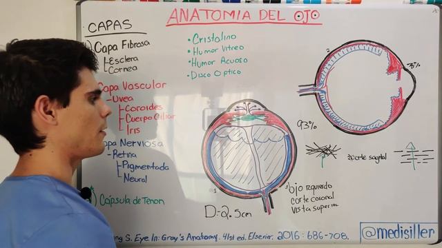 Anatomía Gruesa del Ojo - Fácil