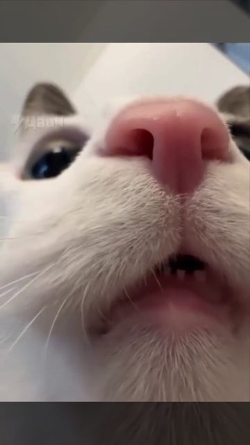 1000037820.mp4