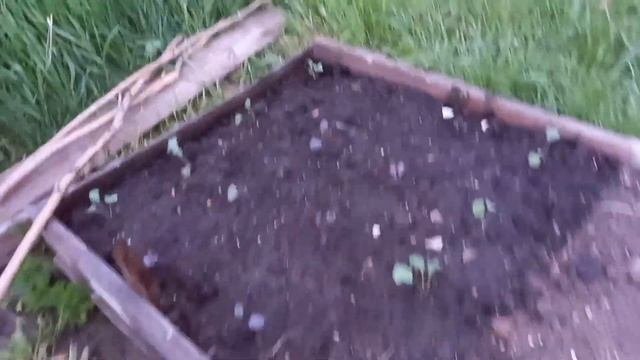 🐝МОТИВАЦИЯ НА УБОРКУ🌸ПЕРЕСАДИЛА ЭУСТОМЫ🤩БУДНИ