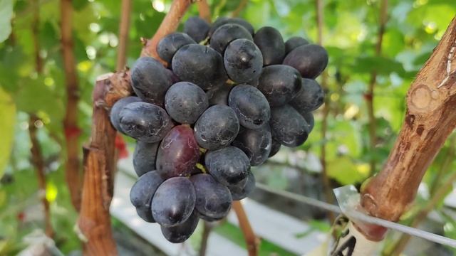 Кишмиш Черномор!🍇🍇🍇 Сигналка на прививке 2024. Telegram, WhatsApp и Vlber +79528500417.